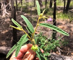 Seringia corollata