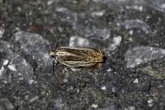 Phaecasiophora roseana