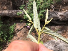 Seringia corollata