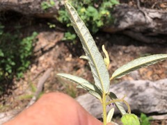 Seringia corollata