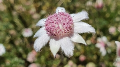 Actinotus forsythii