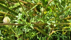 Actinotus forsythii