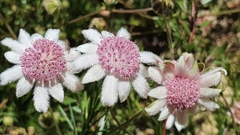Actinotus forsythii