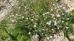 Actinotus forsythii
