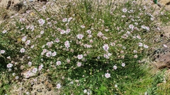 Actinotus forsythii