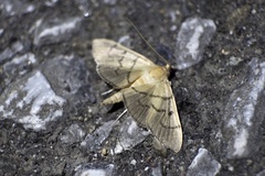 Omiodes indicata