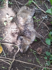 Dendrohyrax arboreus