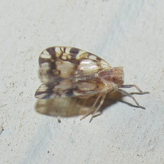 Bothriocera