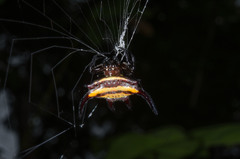 Gasteracantha curvispina