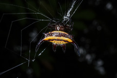 Gasteracantha curvispina