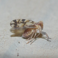 Bothriocera