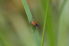 Huttonobesseria verecunda