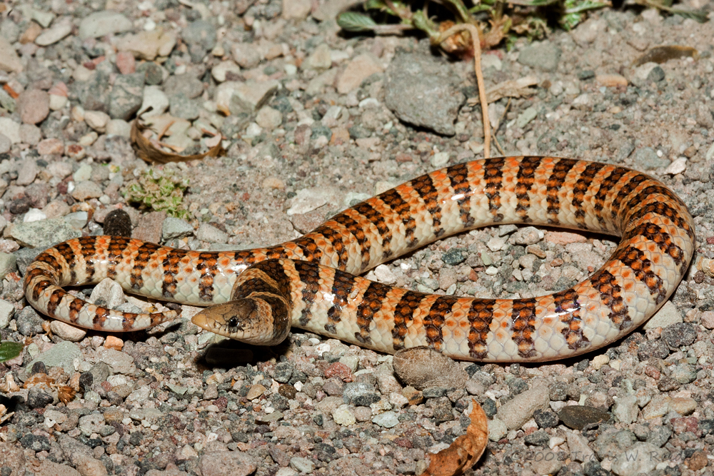 Banded Sand Snake