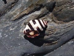 Engina zonalis