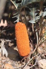 Banksia blechnifolia