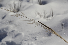 Stipa capillata
