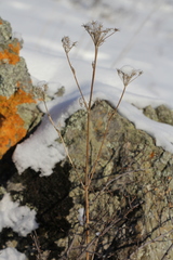 Kitagawia baicalensis