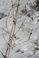Aconitum septentrionale