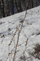 Aconitum septentrionale