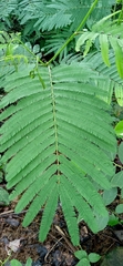 Albizia chinensis
