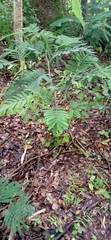 Albizia chinensis