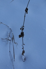 Agrimonia pilosa