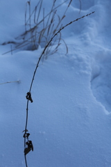 Agrimonia pilosa
