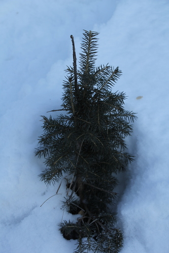 Siberian spruce (Picea obovata)