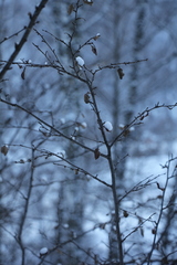 Cotoneaster melanocarpus