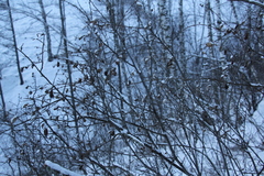 Cotoneaster melanocarpus