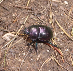 Trypocopris pyrenaeus splendens