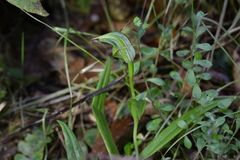 Pterostylis auriculata