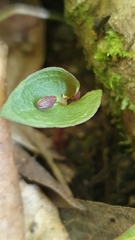Corybas unguiculatus