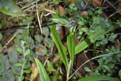 Pterostylis auriculata
