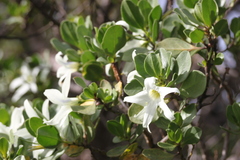 Anthocercis viscosa