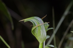 Pterostylis auriculata