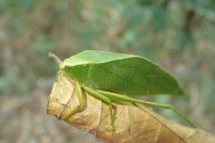 Holochlora bilobata