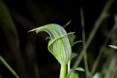 Pterostylis auriculata