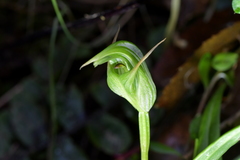Pterostylis auriculata