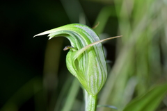 Pterostylis auriculata