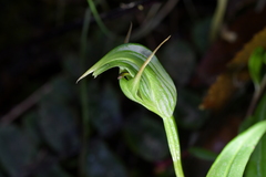 Pterostylis auriculata