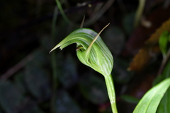 Pterostylis auriculata