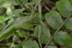 Pterostylis auriculata