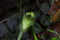 Pterostylis auriculata