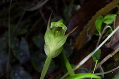 Pterostylis auriculata