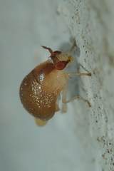 Celyphus difficilis