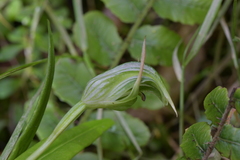 Pterostylis auriculata