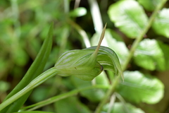 Pterostylis auriculata