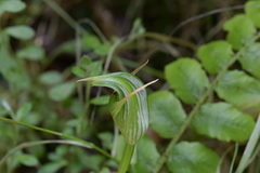 Pterostylis auriculata