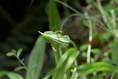 Pterostylis auriculata
